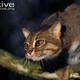 Illustration for article titled Caturday - Prionailurus rubiginosus Edition